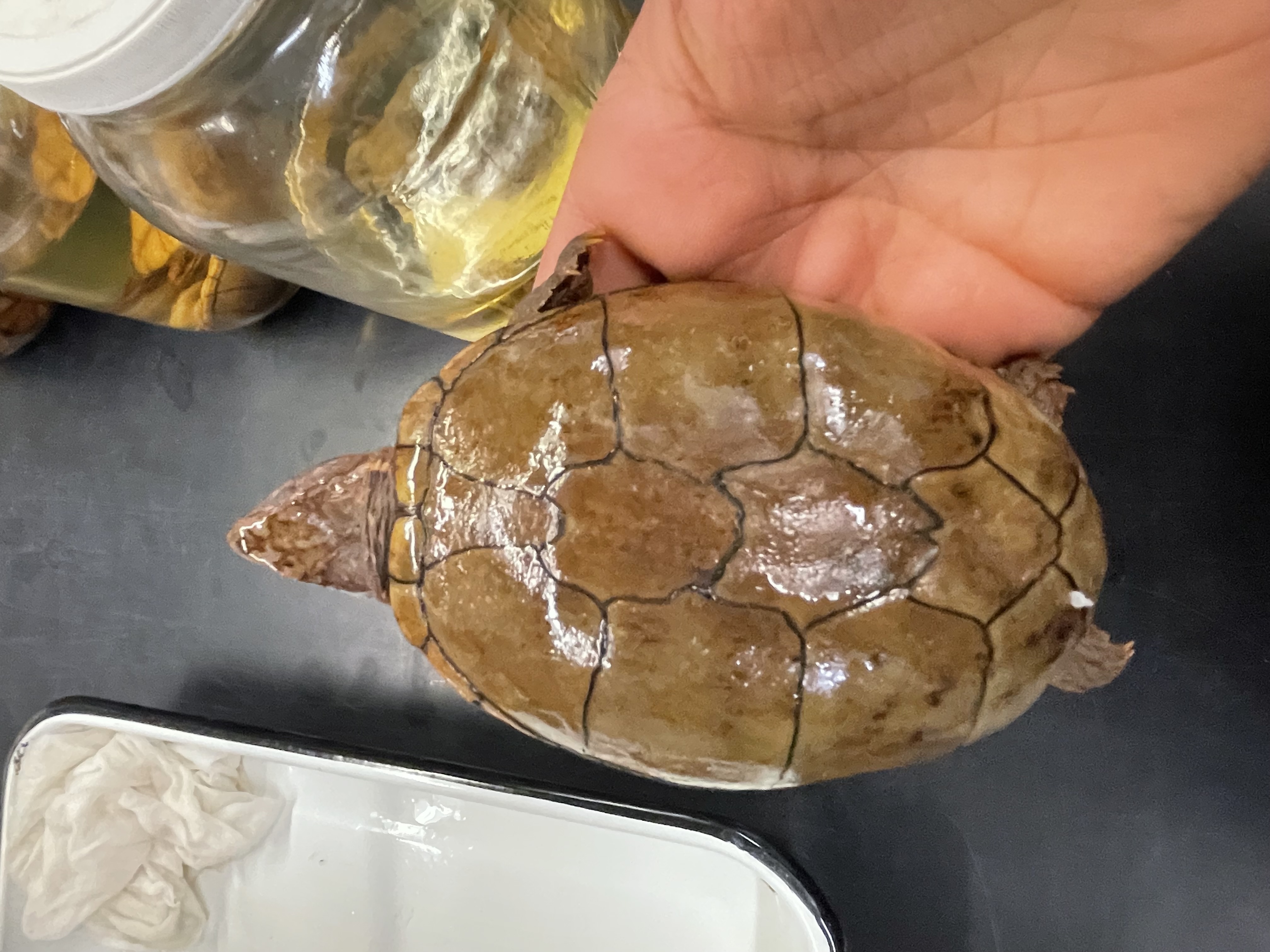 <p>Genus and species</p><p>Triangular pectoral scutes</p>