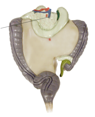<p><span>Name the structure</span></p>