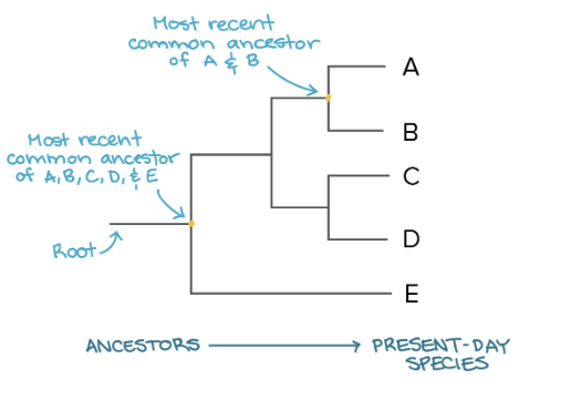 <p>Each node shows a _______ _____/______ and therefore represents the most recent common ancestry of any two groups or lineages</p>