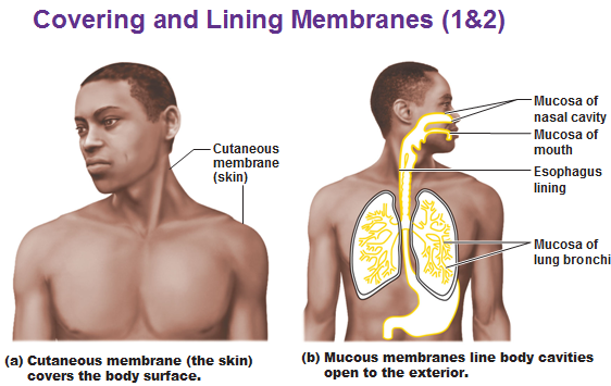 <p>The skin; it covers the external surface of the body.</p>