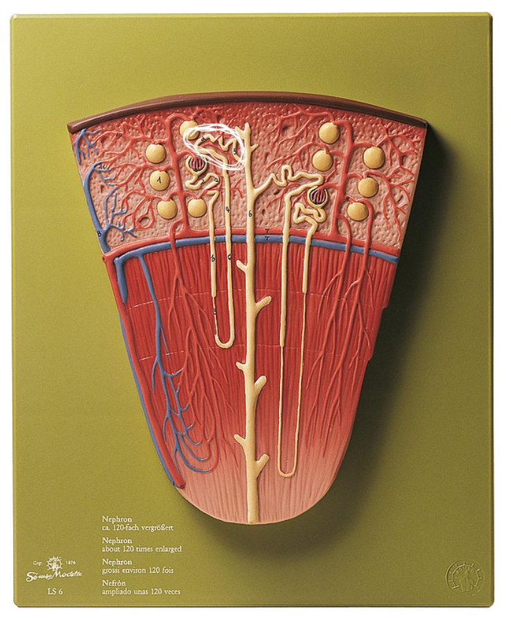 <p>Name this structure</p>