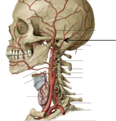 <p>internal ear and the mastoid air cells in mastoid process</p><p>- arises about tip of styloid process, runs behind acoustic meatus</p>