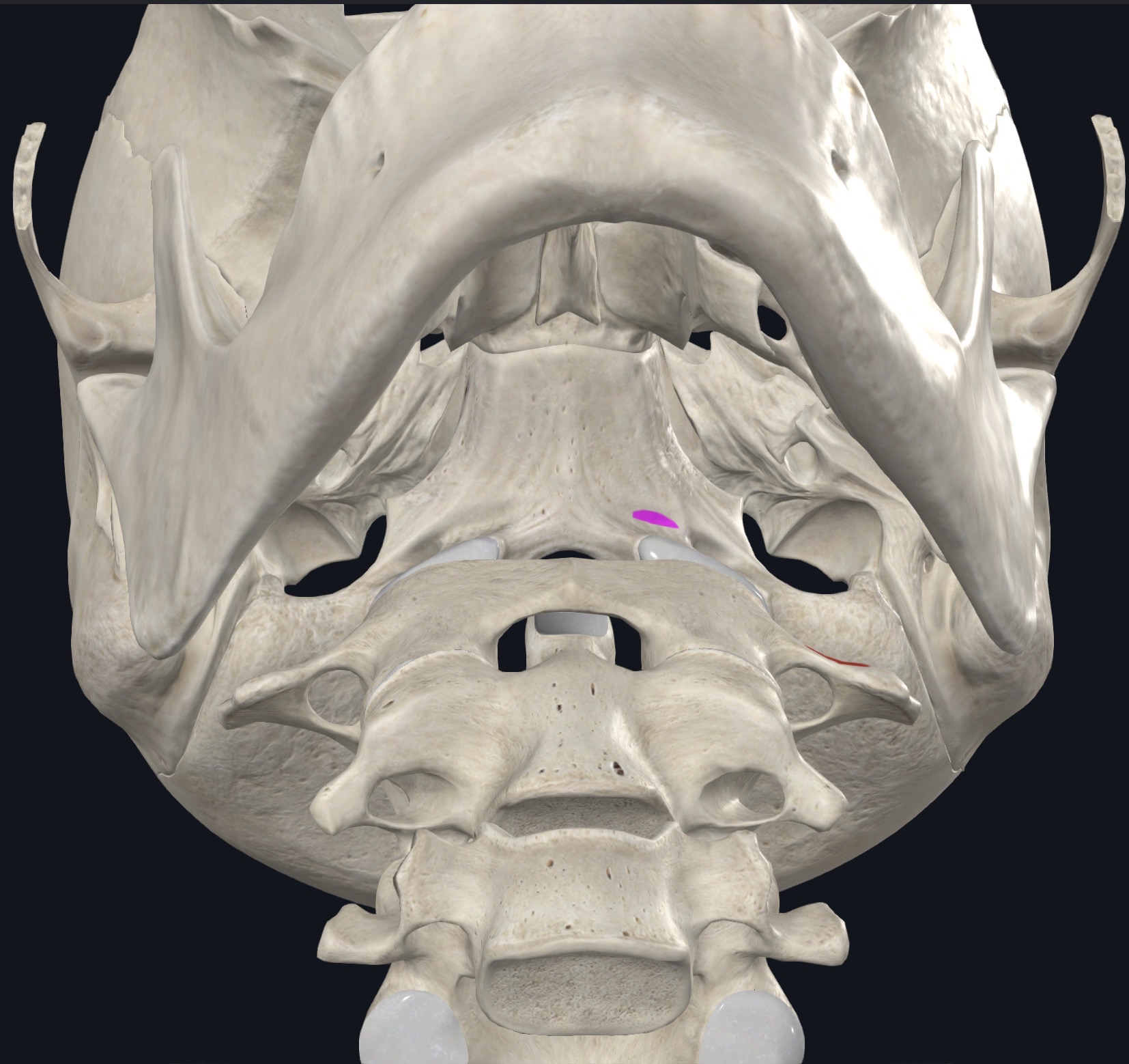 <p>Base of cranium, just anterior to occipital condyle</p>