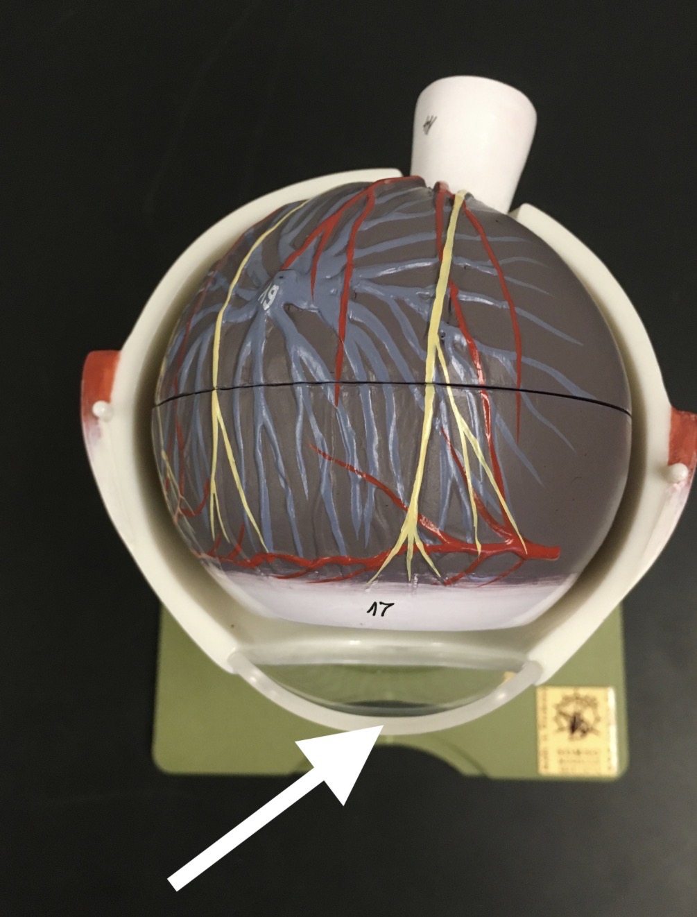 <p><span>name the CLEAR structure at the end of the arrow's point</span></p>