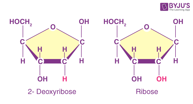 <p>Deoxyribose.</p>