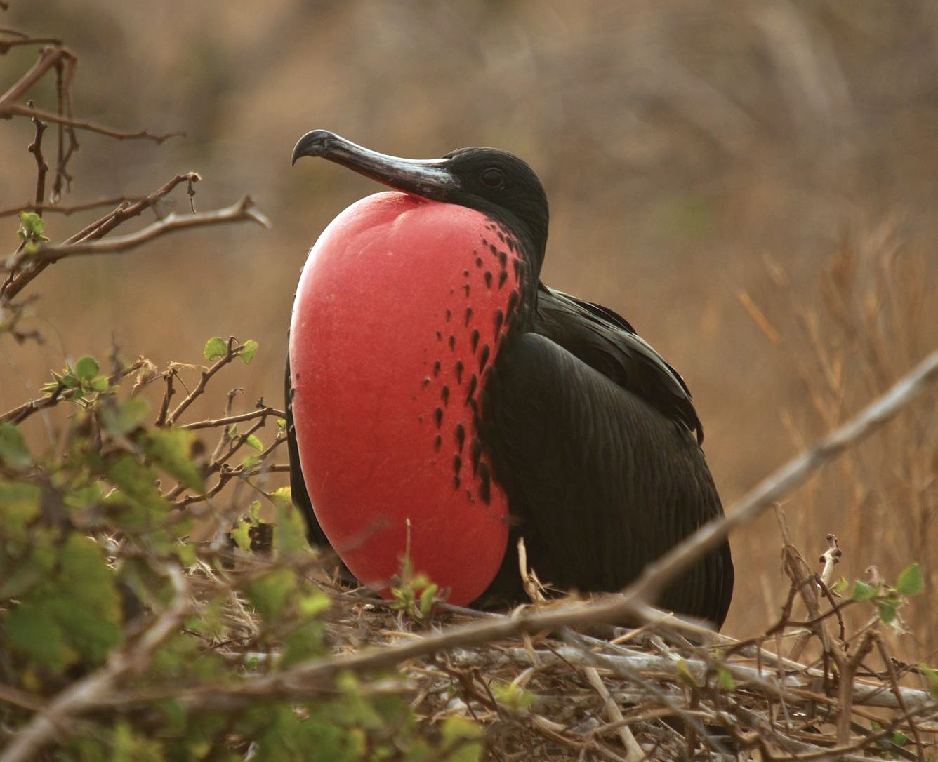 <p>Magnificent Frigatebird</p>