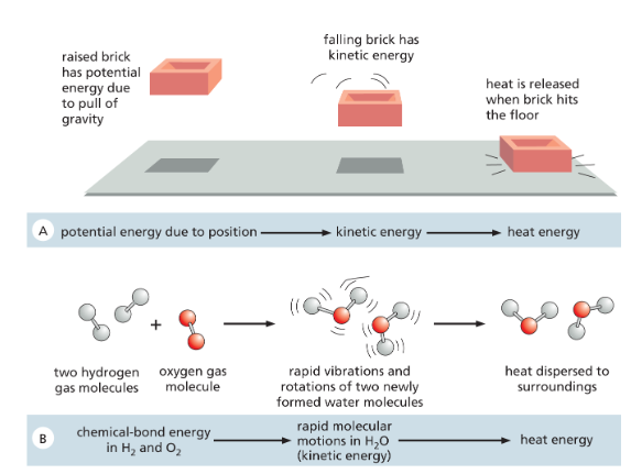 <p>energy cannot be created or destroyed, but it can be converted from one form to another</p><ul><li><p>(ex: converting sunlight energy into chemical bonds)</p></li></ul><p><span><span>Although the chemical reactions that power such energy conversions can change how much energy is present in one form or another, the first law tells us that </span><strong><span>the total amount of energy in the universe must always be the same.</span></strong></span></p>