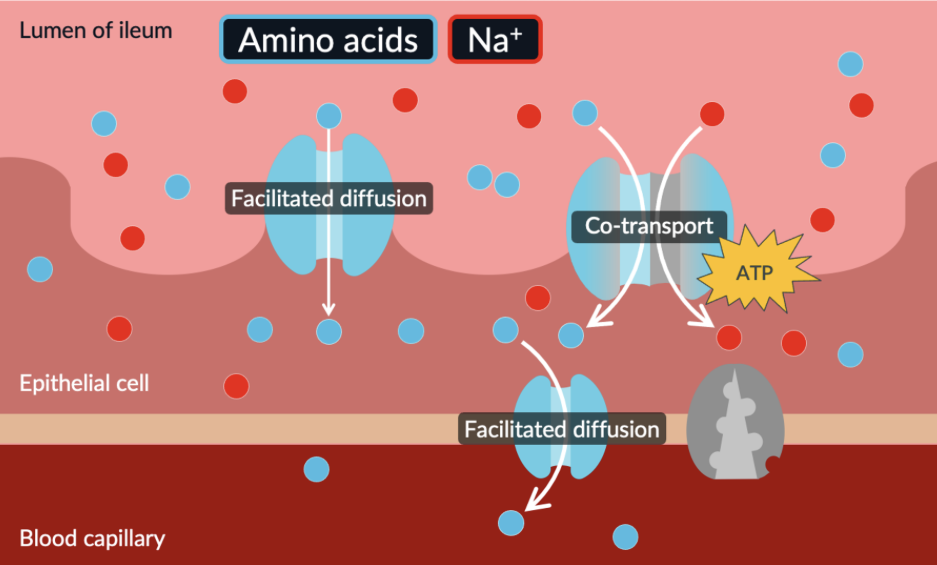 <p>because amino acids are large and hydrophilic they cannot simply pass through the membrane so they must use proteins</p><p>there’s a high concentration of amino acids in the lumen compared to the epithelial cells. amino acids can diffuse (facilitated diffusion) into the epithelial cells. eventually the concentration of amino acids in both the lumen and epithelial cell becomes equal so there’s no concentration gradient.</p><p>therefore co transport is used to transport amino acids alongside sodium ions. sodium ions move along their concentration gradient, which provides energy for the co transporter protein to move amino acids against their concentration gradient into the epithelial</p><p>amino acids can move by facilitated diffusion from the epithelial cells into the blood. a concentration gradient is always maintained because blood is constantly flowing</p><p></p>