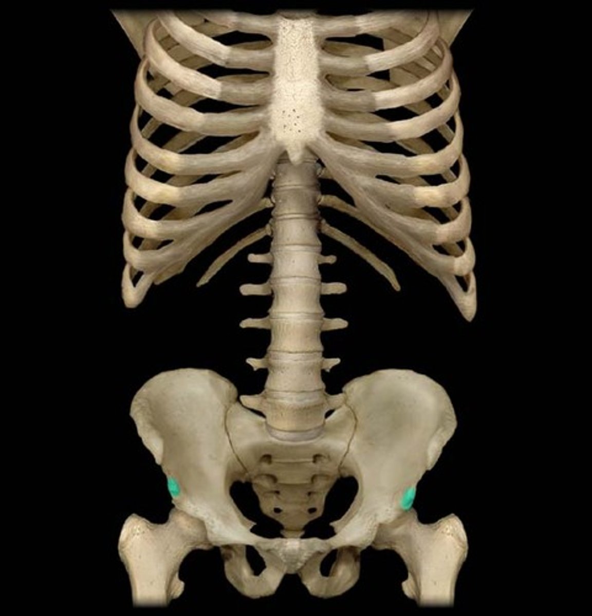 <p>pelvis - lateral</p>