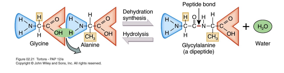 <p>Dipeptides, the foundational units of proteins, are formed when two amino acids unite through a strong covalent linkage called a peptide bond. This essential biochemical reaction occurs via <strong>dehydration synthesis</strong>, where a molecule of water is removed.</p><p>Covalent bonds involve the sharing of valence electrons between atoms (Because the atoms are physically sharing valence electrons, they are locked together in a high-energy state. This ensures that the proteins in your body—or the protein layer that adsorbs onto your engineered implant—remain structurally intact even when subjected to the flow of blood or changing pH levels.).  The peptide bond is critical for building polypeptide chains. Polypeptide chains vary significantly in length, commonly containing between 10 to 2000 amino acids to form diverse functional proteins.</p><p><strong>Reversibility</strong>: The reverse process, <strong>hydrolysis</strong>, adds water back into the system to break the peptide bond.</p>