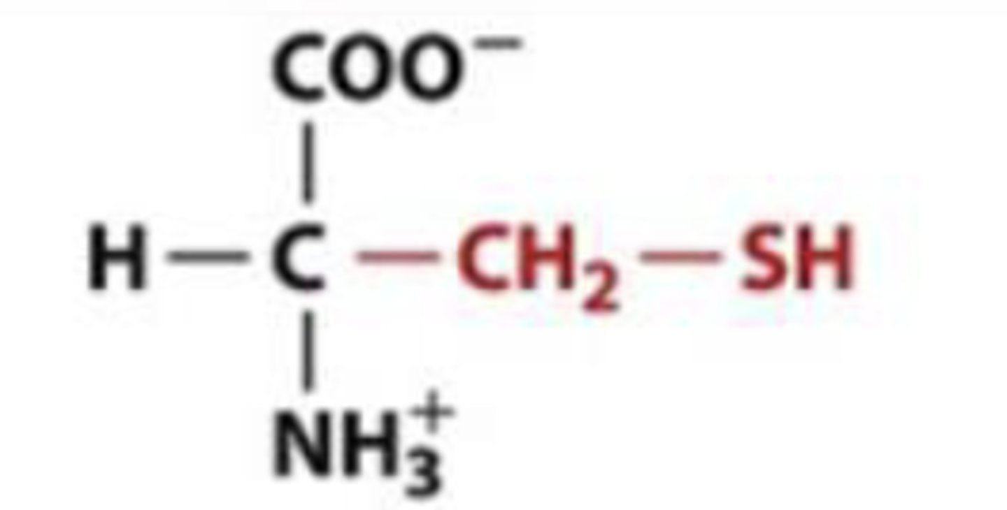 <p>Cys, C, polar</p>