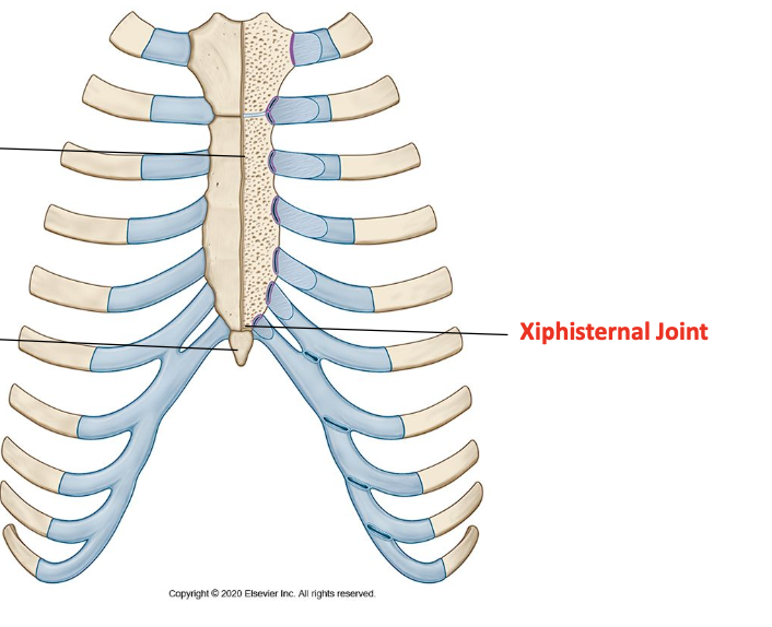 <p>Secondary cartilogenous joint</p>