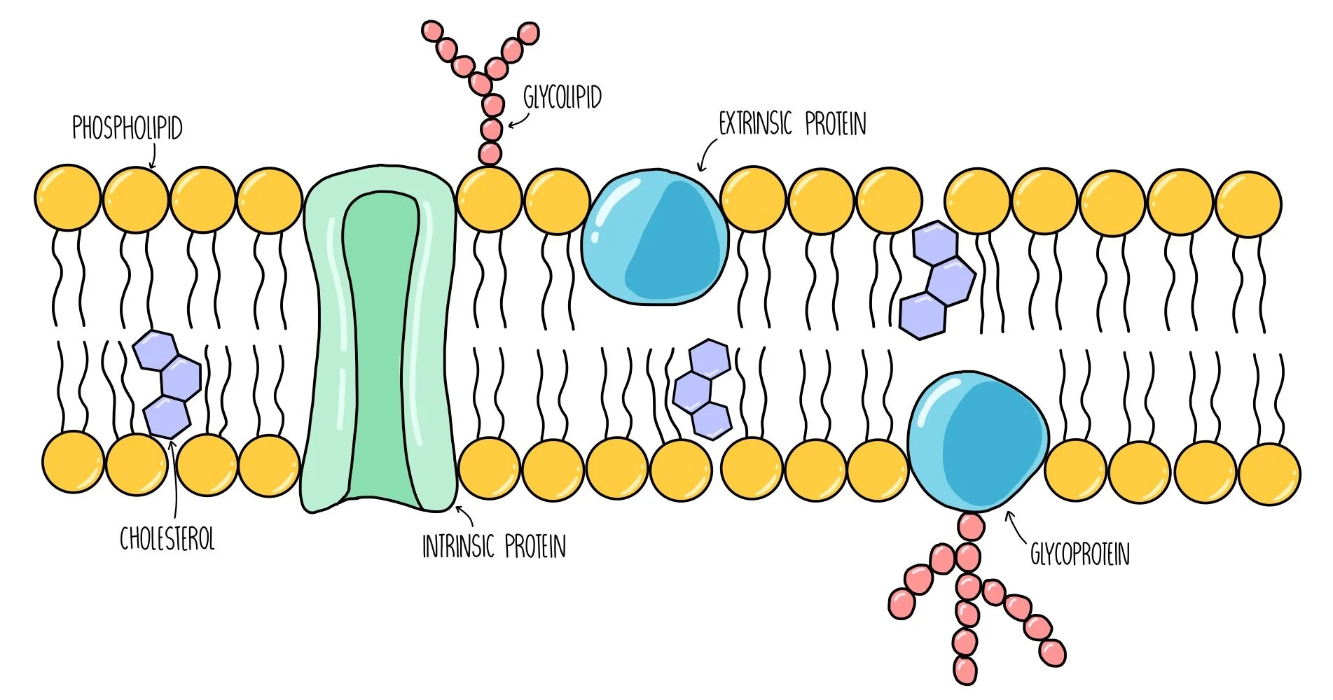 <ul><li><p>Double layer of lipid molecules with embedded proteins</p></li><li><p>May have different ratios of lipids and proteins based on function</p></li></ul><p></p>