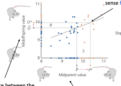<p>Predicting the Response to Selection</p><ul><li><p>R</p></li><li><p>h²</p></li><li><p>S</p></li><li><p>explain the arrows</p></li></ul><p></p>