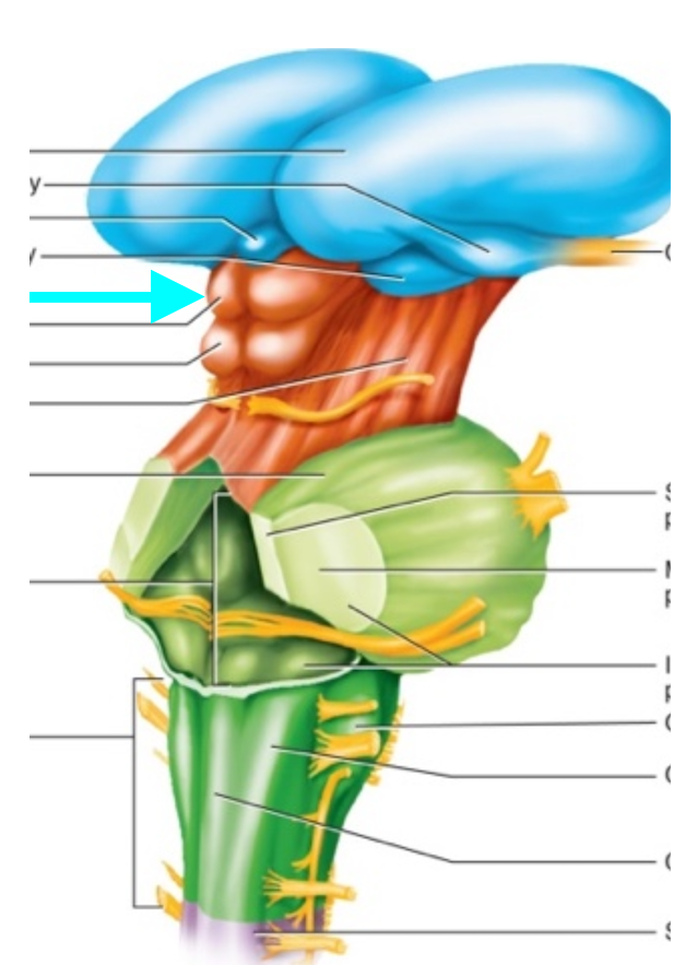 term image
