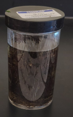 <ol><li><p>Name the Phylum</p></li></ol><p>Male have “spiky” tops gametophyte haploid produces sperm</p>