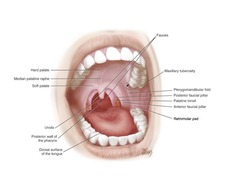 <p>The lips, oral cavity, palate, tongue, floor of the mouth, and parts of the throat or pharynx.</p>