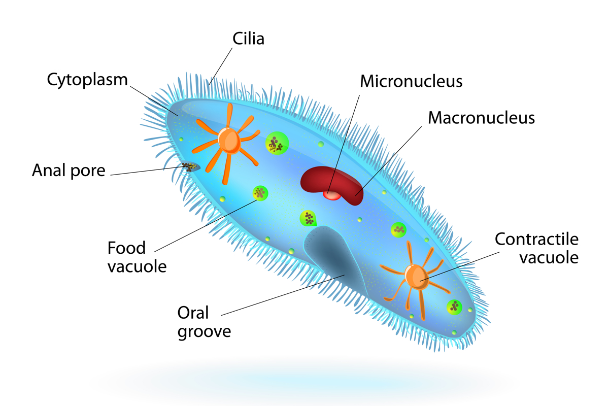 <p>A unicellular, ciliated heterotrophic protist possessing an oral groove and a dual-nucleus system (micronucleus and macronucleus) for reproduction and metabolic regulation. It moves by <strong>CIilia and has a nucleus </strong></p>