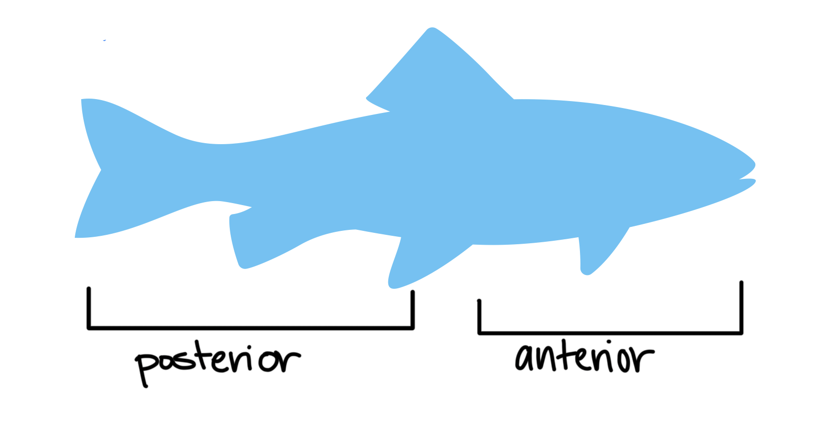 <p>Anterior: head end/front (mouth/head)</p><p>Posterior: tail end/back (tail)</p>