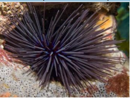 <p>ECHINODERMATA Long-spined urchin </p>