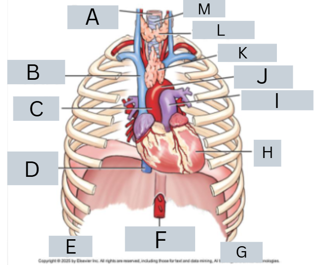 <p>label anatomy</p>