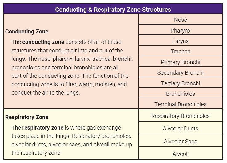 <p>where gas exchange occurs; includes only structures that contain alveoli</p>