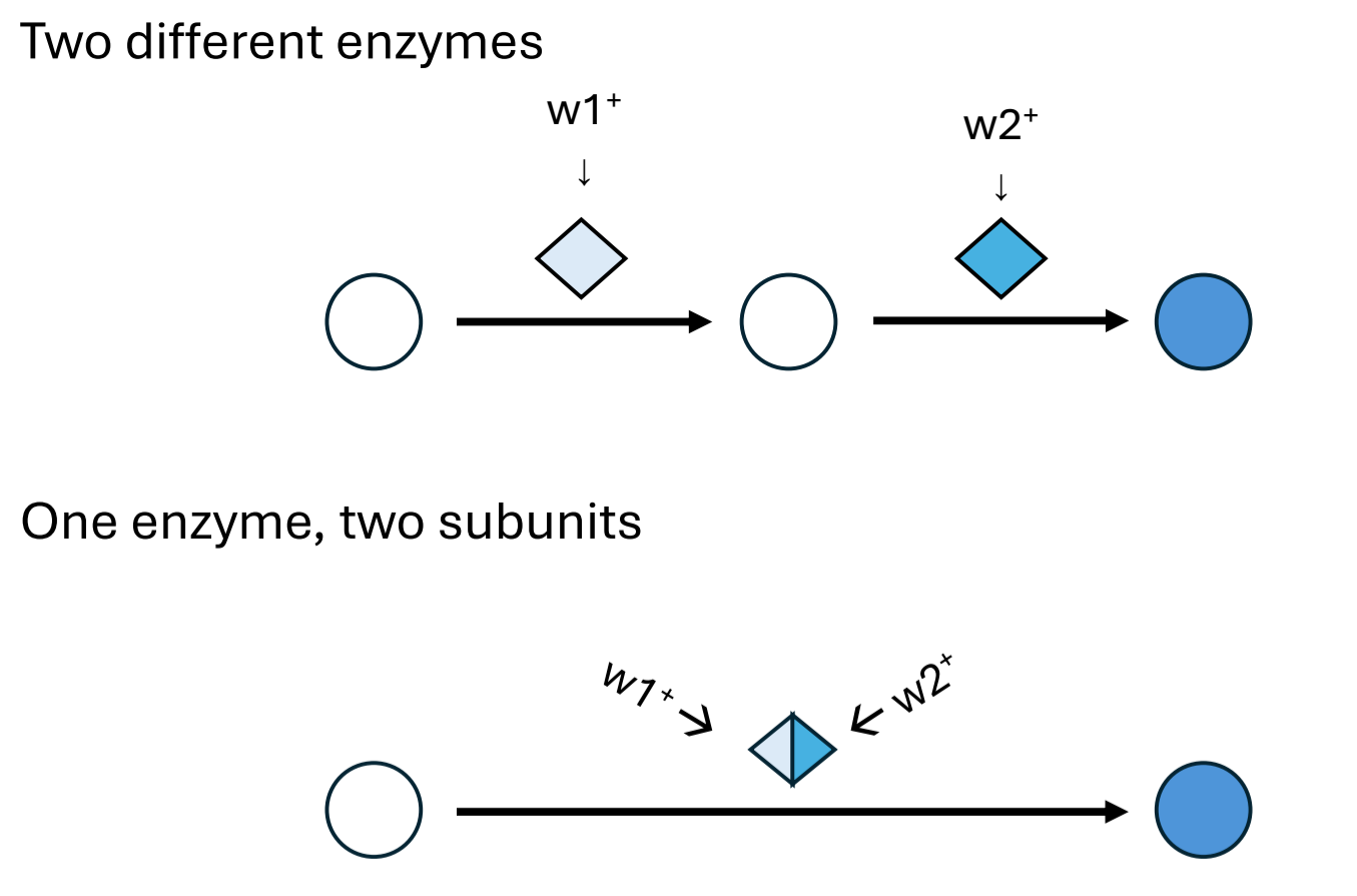 <ol><li><p>The complementary genes encode for two different enzymes</p></li><li><p>The complementary genes encode for two subunits of one enzyme</p></li></ol><p></p>