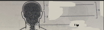 <p>What is 2’s bone name?</p>