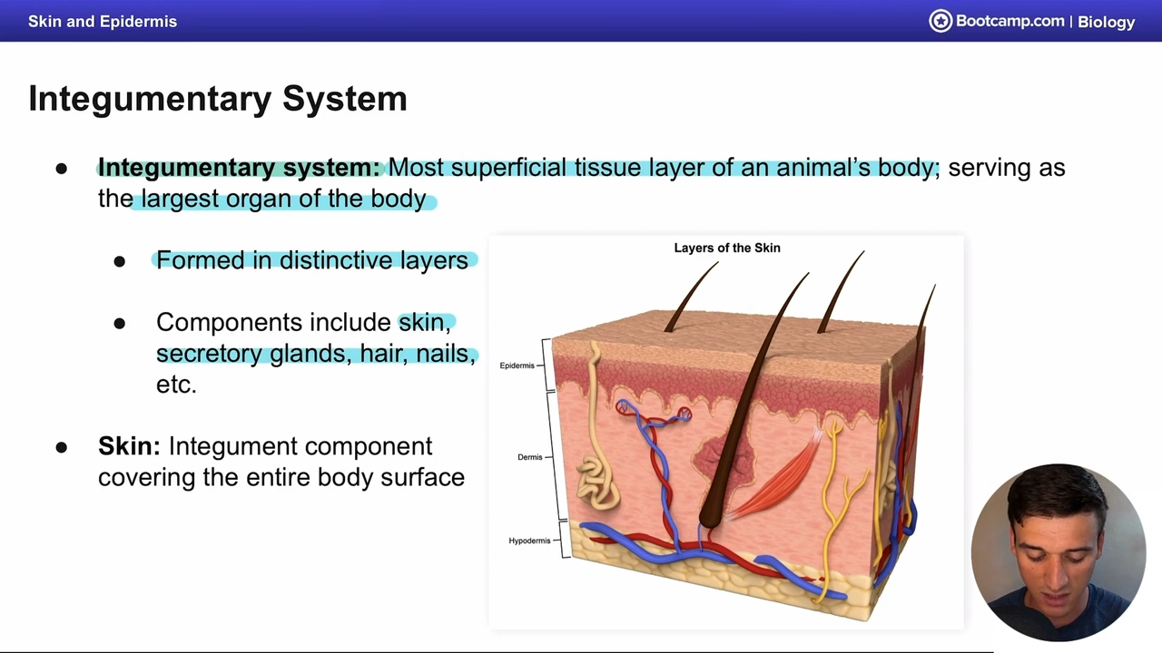 <p>skin, secretory glands, hair and nails</p>