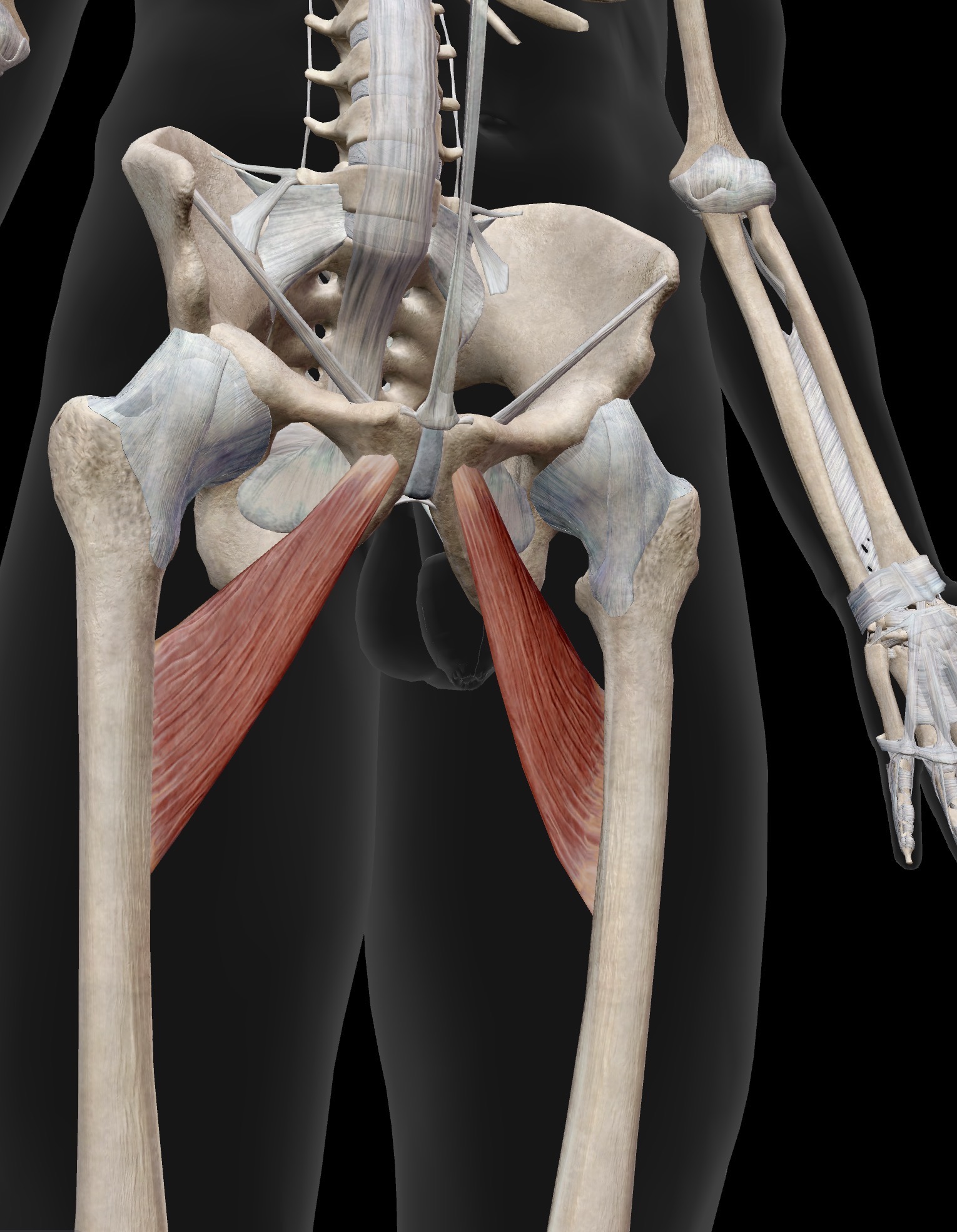 <p>Adductor Brevis</p><p>O: Pubis</p><p>I: upper portion of linea aspera</p><p>A: Adduction of the femur at the hip</p><p>IN: Obturator nerve</p>