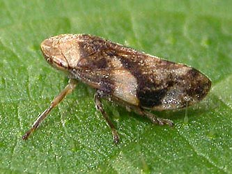 <p><span>Cercopidae</span></p>