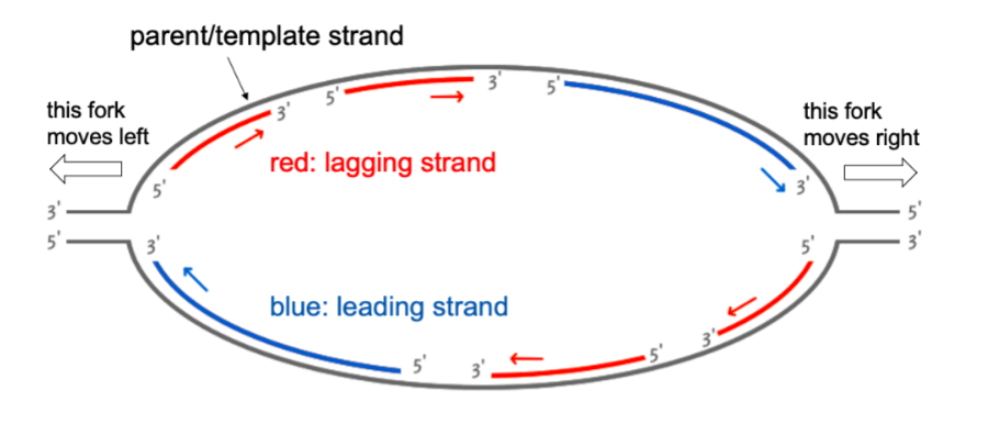 <p><strong><u>telomere </u></strong><u>(aka chromosome end) </u>is the end where the 2 parent strands haven’t unwound/separated/denatured yet (aka where parent strands are still together/intact)</p><div data-type="horizontalRule"><hr></div><p>for the problem in pic:</p><p>you can identify the 5’ and 3’ end from the direction of the synthesized DNA daughter strands that move in 5’ → 3’ direction, SO the ends of parent strands would the opposite of the synthesized strands (b/c anti-parallel)</p><p>you can identify the leading vs. lagging strand by splitting the diagram in half vertically</p><ul><li><p>the blue move in same direction as fork</p></li><li><p>the red move in opp. direction from fork</p></li></ul><p></p>