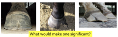 <p>Which of these hoof cracks is significant, since not all are?</p>