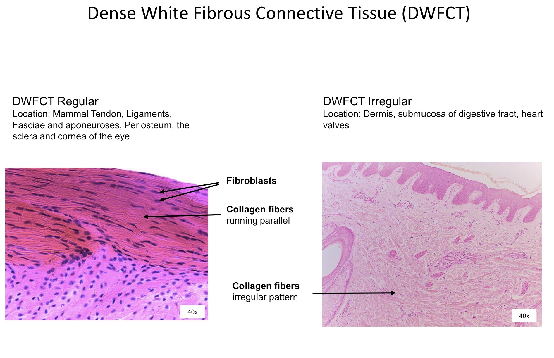 <ol><li><p>Fibroblasts </p></li><li><p>Collagen fibers running parallel  </p></li><li><p>Collagen fibers in an irregular pattern </p></li></ol><p></p>
