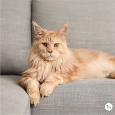 <p>Maine Coon</p>