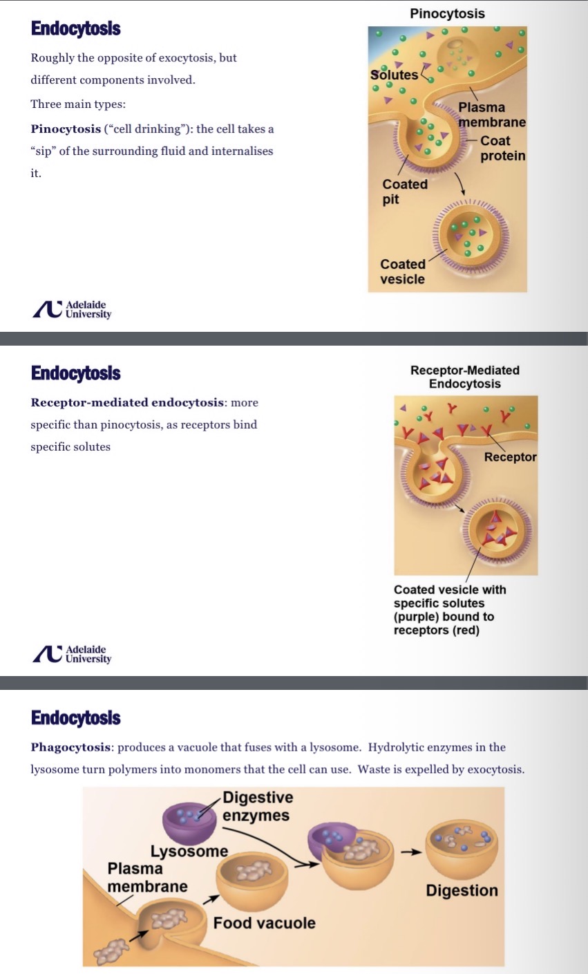 <ul><li><p>Pinocytosis- cell takes a sip of the surrounding fluid and internalises it</p></li><li><p>Receptor-mediated- receptors bind specific solutes </p></li><li><p>Phagocytosis - produces a vacuole that fuses with a lysosome, enzymes breakdown polymers into monomers for the cell to use </p></li></ul><p></p>