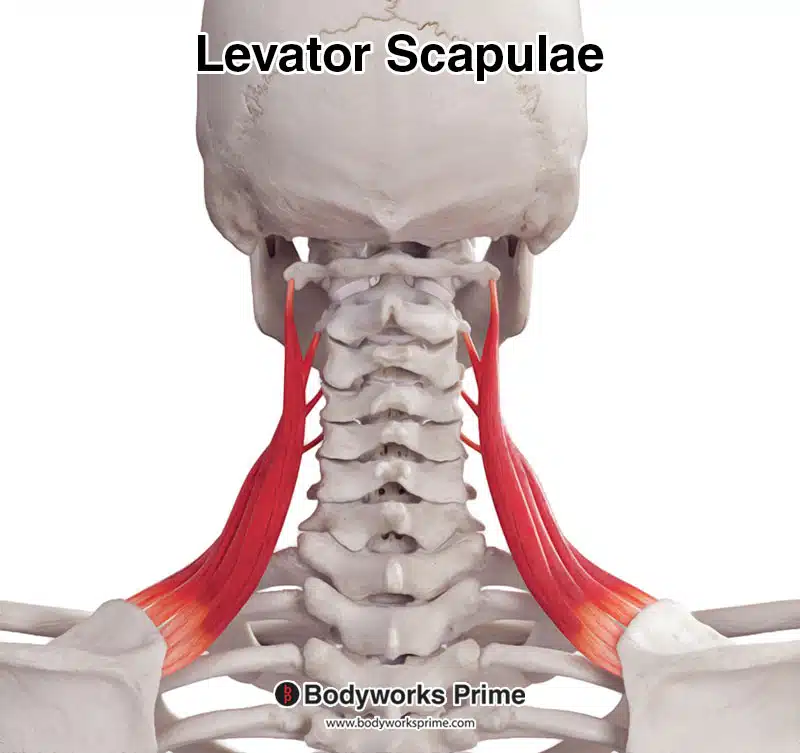 <p>Levator scapulae</p>