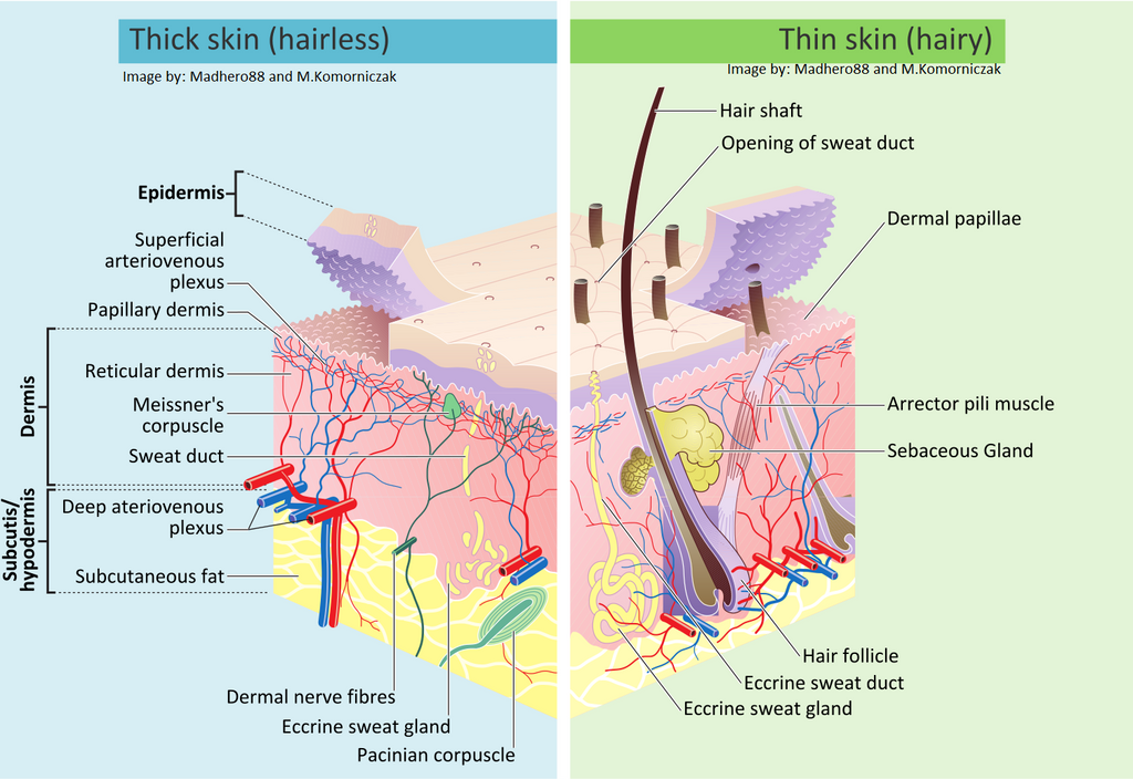 <p>Thick Skin =</p><p>- on palms and sole & digits (epidermis) 0.5mm thick</p><p>- has sweat glands, no hair follicles or sebaceous (oil) glands</p><p>Thin Skin =</p><p>- covers rest of body (epidermis) 0.1 mm thick ;</p><p>- has sweat glands, hair follicles, and sebaceous glands</p><p>continuously shedding & regenerating</p>