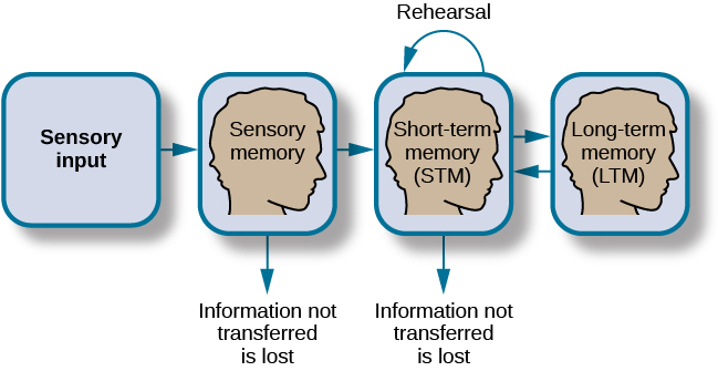 <p>Atkinsons and Sriffnins “Three- Stage Processing Model”</p>