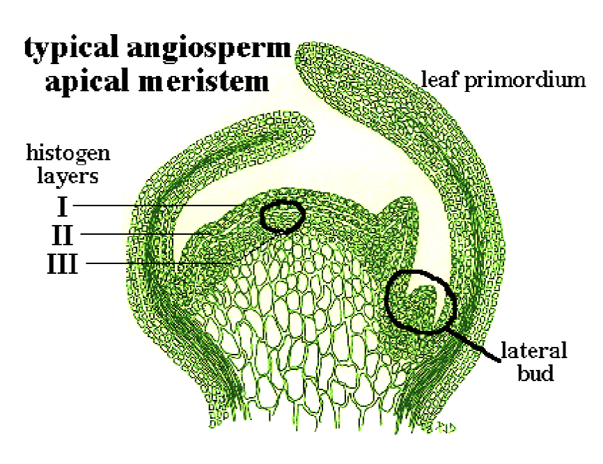 <p>The colorless epidermis</p>