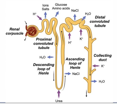<ol><li><p>Glomerulus </p></li><li><p>Proximal convoluted tube </p></li><li><p>Loop of Henle </p></li><li><p>Distal convoluted tube </p></li><li><p>Collecting Duct </p></li></ol><p></p>