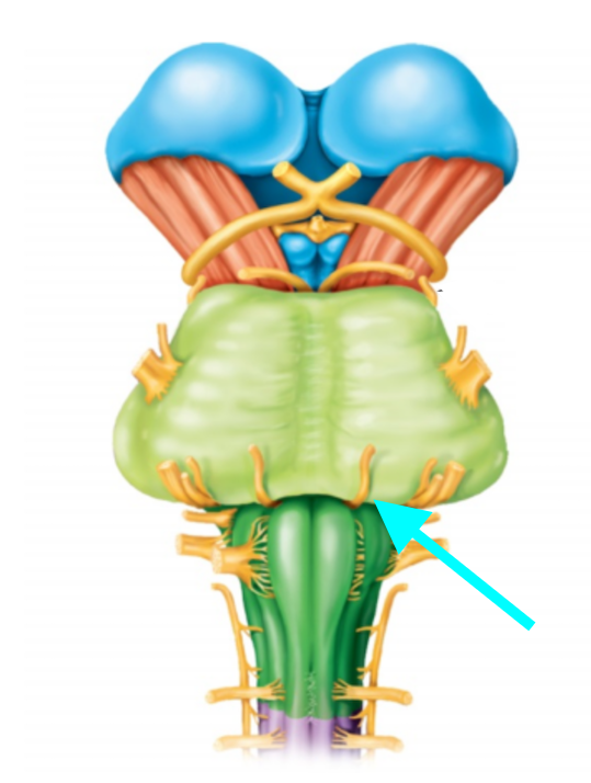 <p>Nerve, number, sensory or motor?</p>