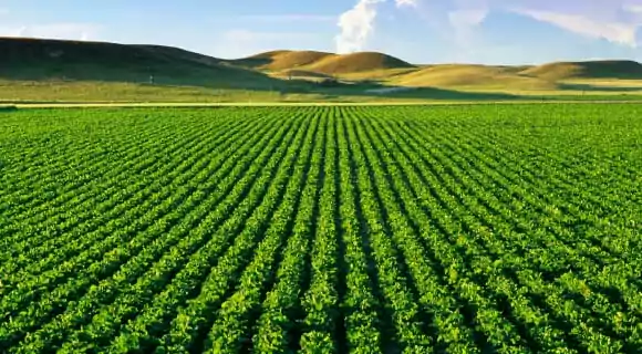 <p>Monoculture Farming</p>