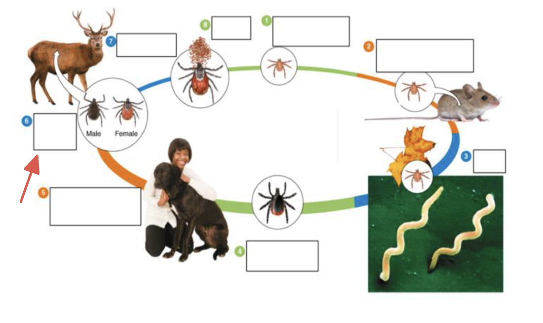 <p>tick vector stage?</p>