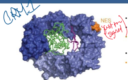 <p>exportin for NES cargo, donut shaped causing N-term and C-term HEAT repeats to interact, acidic loop interacts with Switch1 of Ran</p><p>-Ran: enclosed in donut, stabilizes ring closure, Switch 1 interacts with acidic loop of CRM1</p><p>-NES cargo: binds outside of donut, long-range allosteric communication with binding sites of cargo and RanGTP </p>