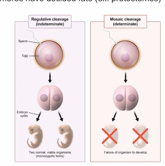 <p>Regulative (Indeterminate): blastomeres are totipotent, don’t have pre-determined fate (ex. deuterostomes) </p><p>Mosaic (Determinate): blastomeres have a decided fate (ex. protostomes) </p>
