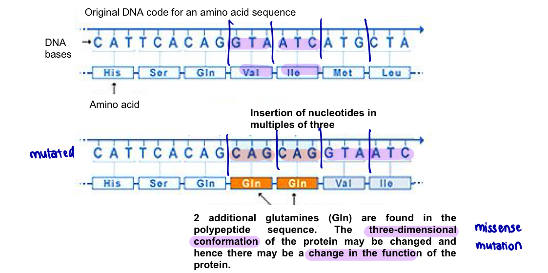<ul><li><p>e.g. insertion of 2 sets of nucleotides in multiples of three does not lead to frameshift </p></li><li><p>amino acid sequence contains 2 additional glutamines —> 3D conformation of the protein may be changed hence leading to a change in the functions of the protein </p></li></ul><p></p>