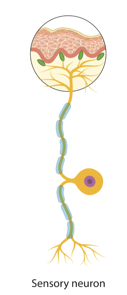 <p>Sensory neurons</p>