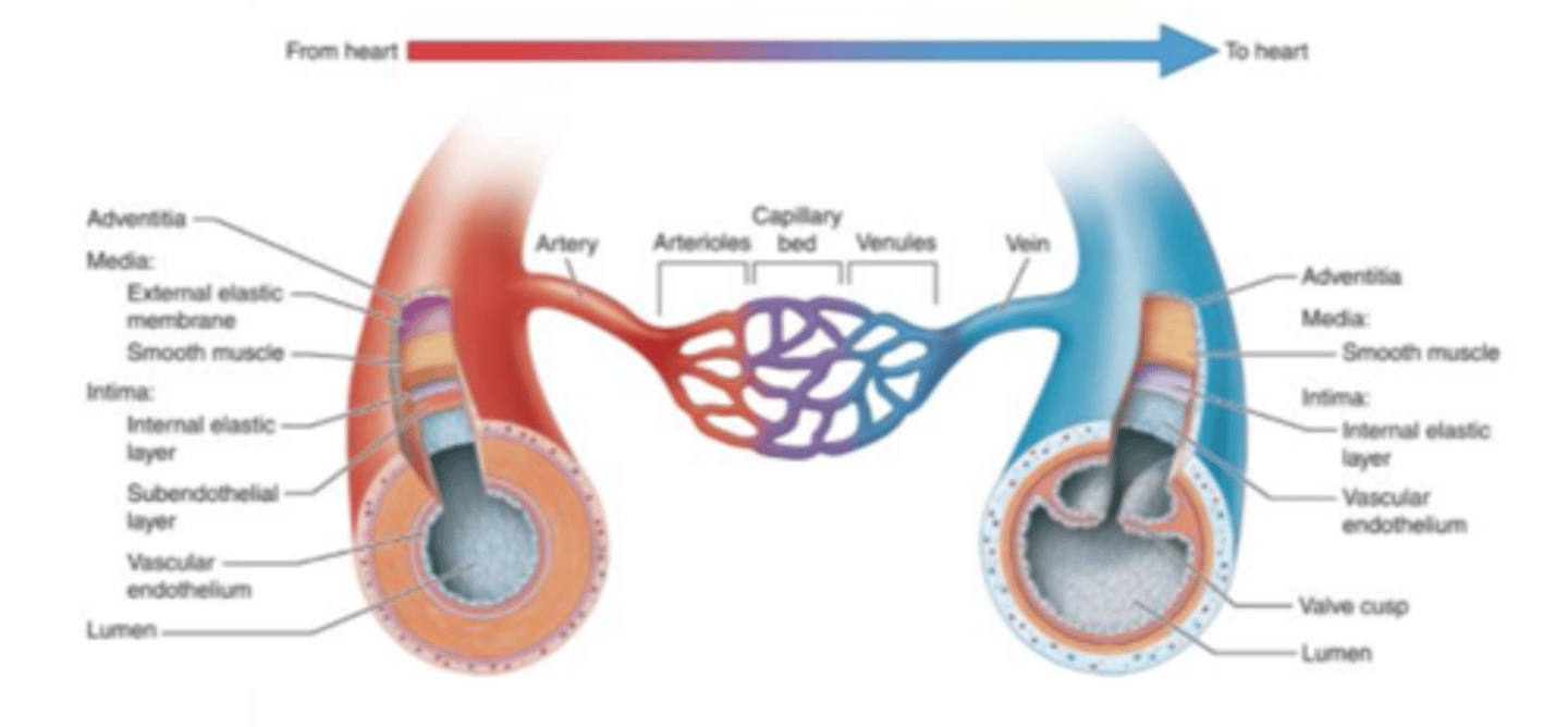 <p>Top layer is the Adventitia, Middle layer is the MEdia containing smooth muscle, the internal layer is the Intema. the lumen is in the middle and is where the blood flows.</p>