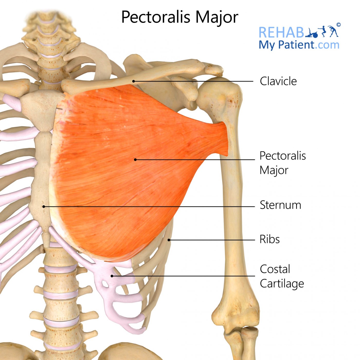 <p>큰가슴근(대흉근) / <span>pectoralis [ˌpek.təˈreɪ.lɪs] : 가슴의&nbsp;/ major : 주된, 큰 쪽의</span></p>
